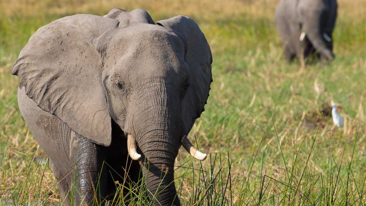 Elephant 0