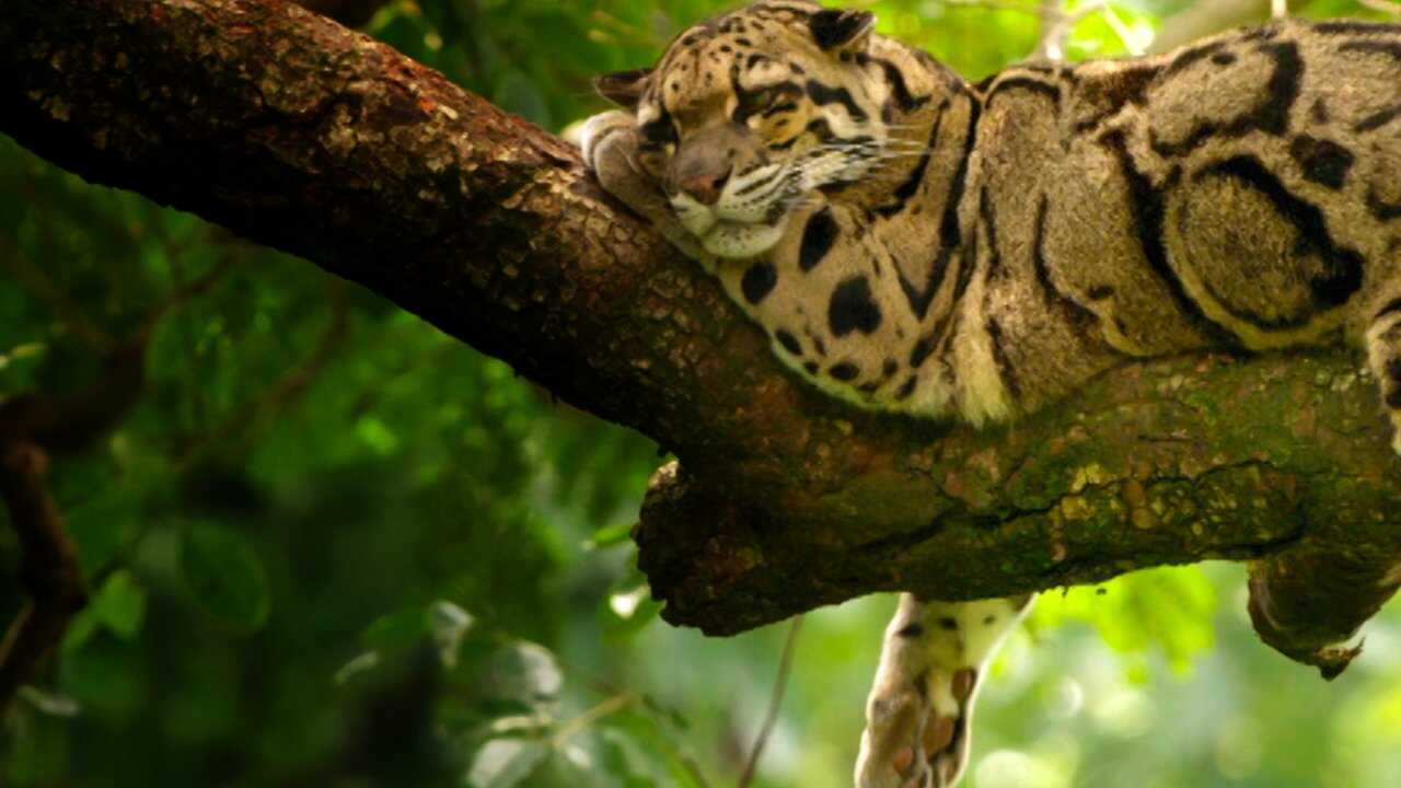 India's Wild Leopards 0