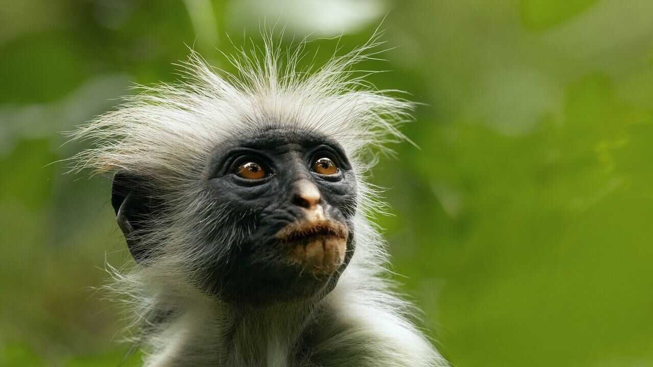 ES - La vida secreta de los animales (2024) 2