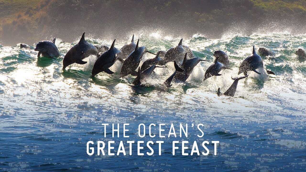 The Ocean’s Greatest Feast 0