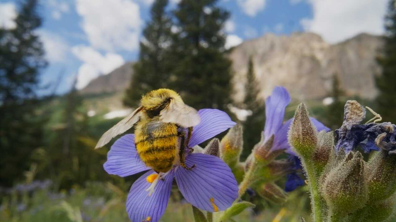 FR - Les insectes, super-héros en minuscule (2025) (US) 0