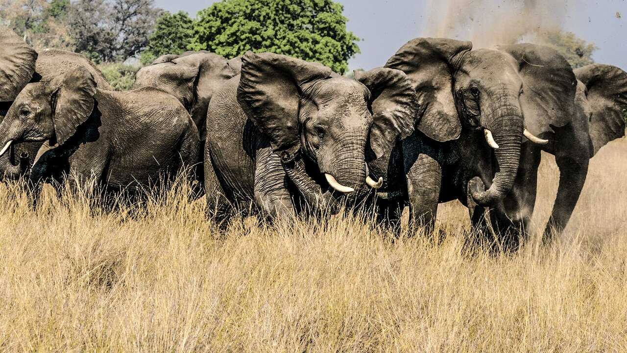 Okavango: River of Dreams - Director's Cut 0