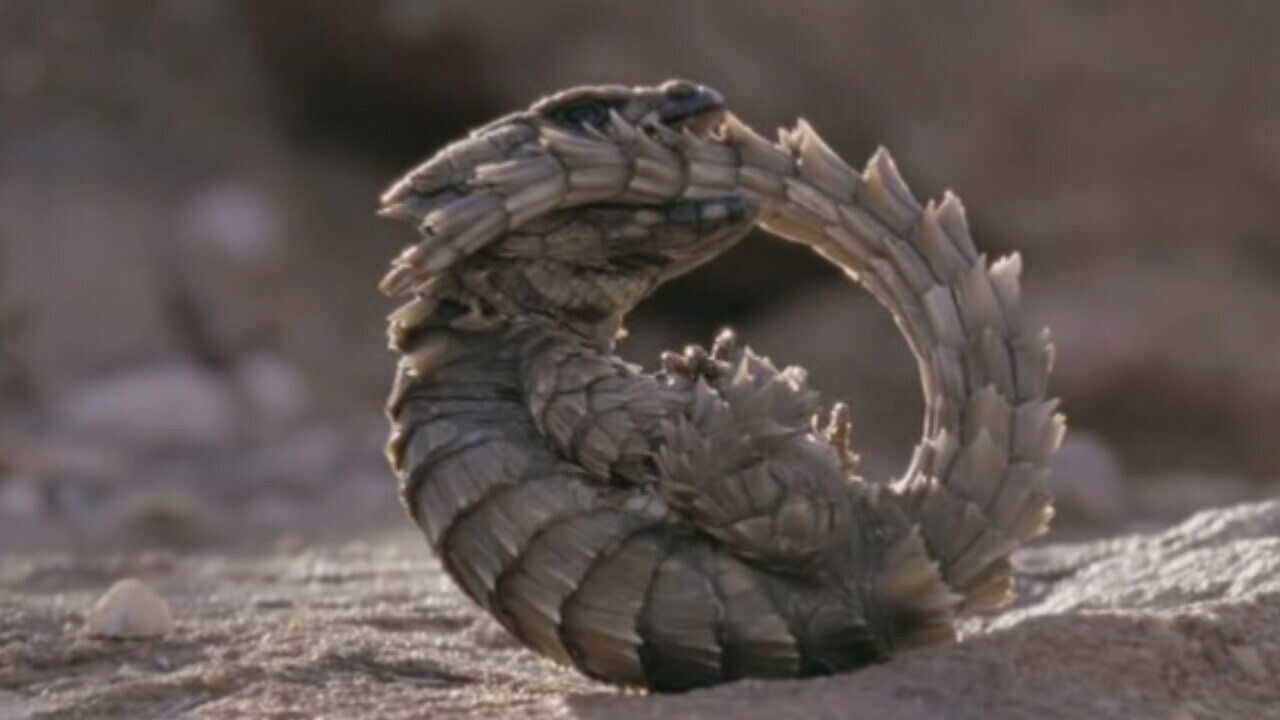 EN - David Attenborough' Life in Cold Blood (2008) 2