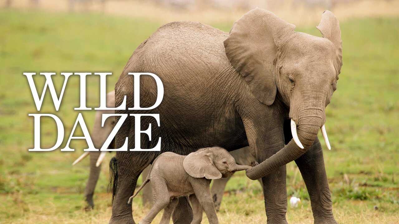 Wild Daze 0