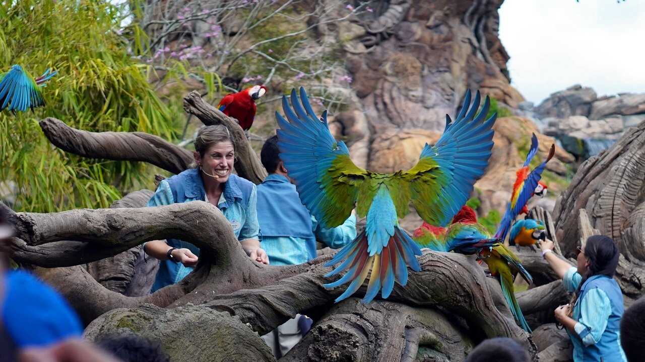 EN - Magic Of Disney's Animal Kingdom (2020) 2