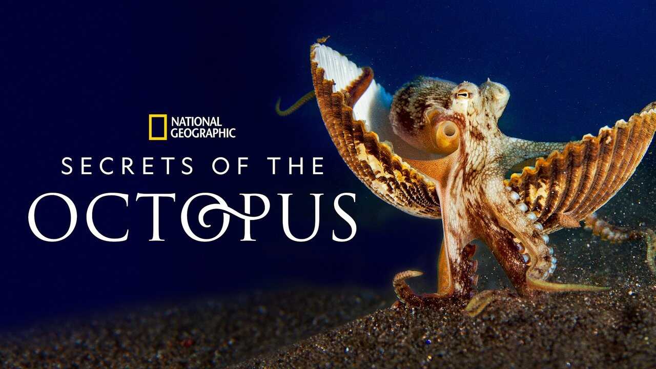 EN - Secrets Of The Octopus (2024) 4