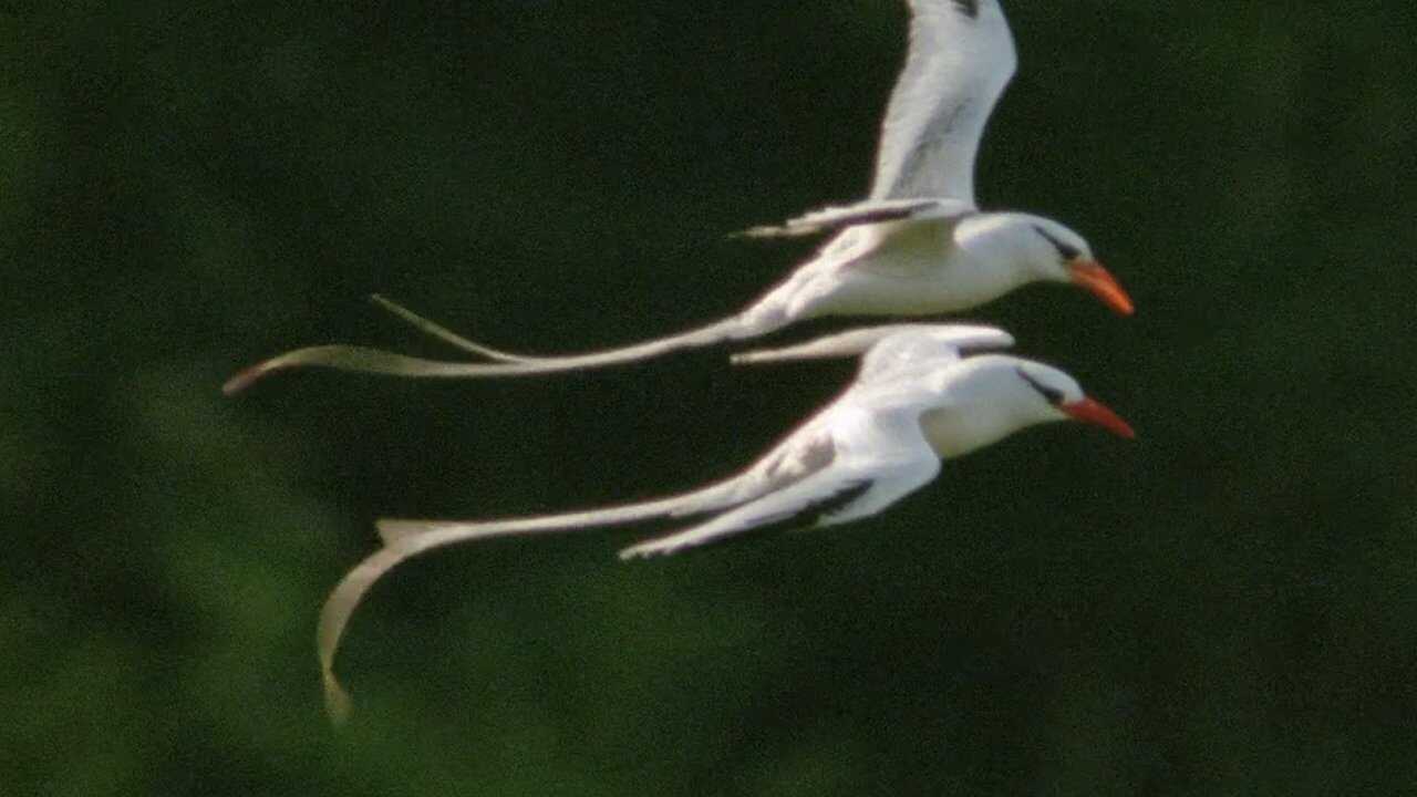 EN - The Trials of Life (1990) 0