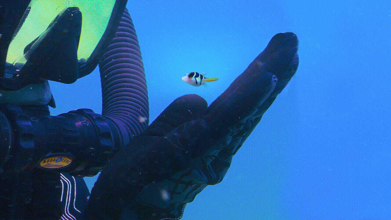 Puff: Wonders of the Reef 0