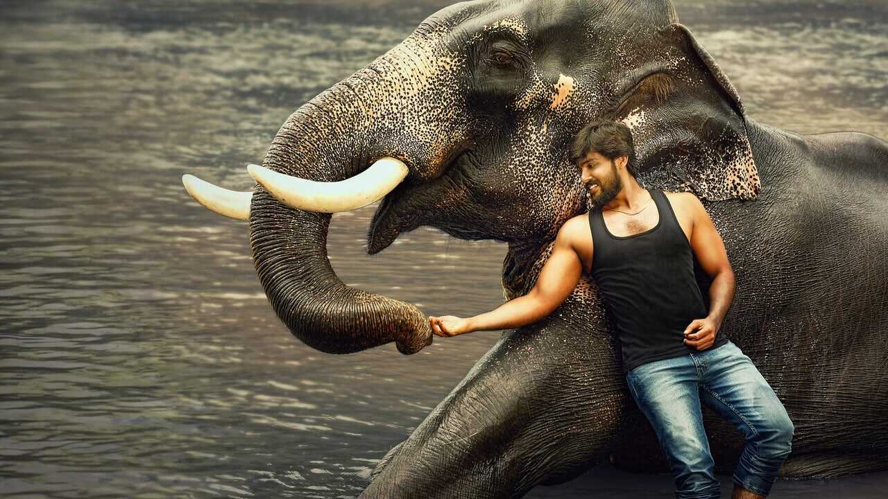 ராஜபீமா 0