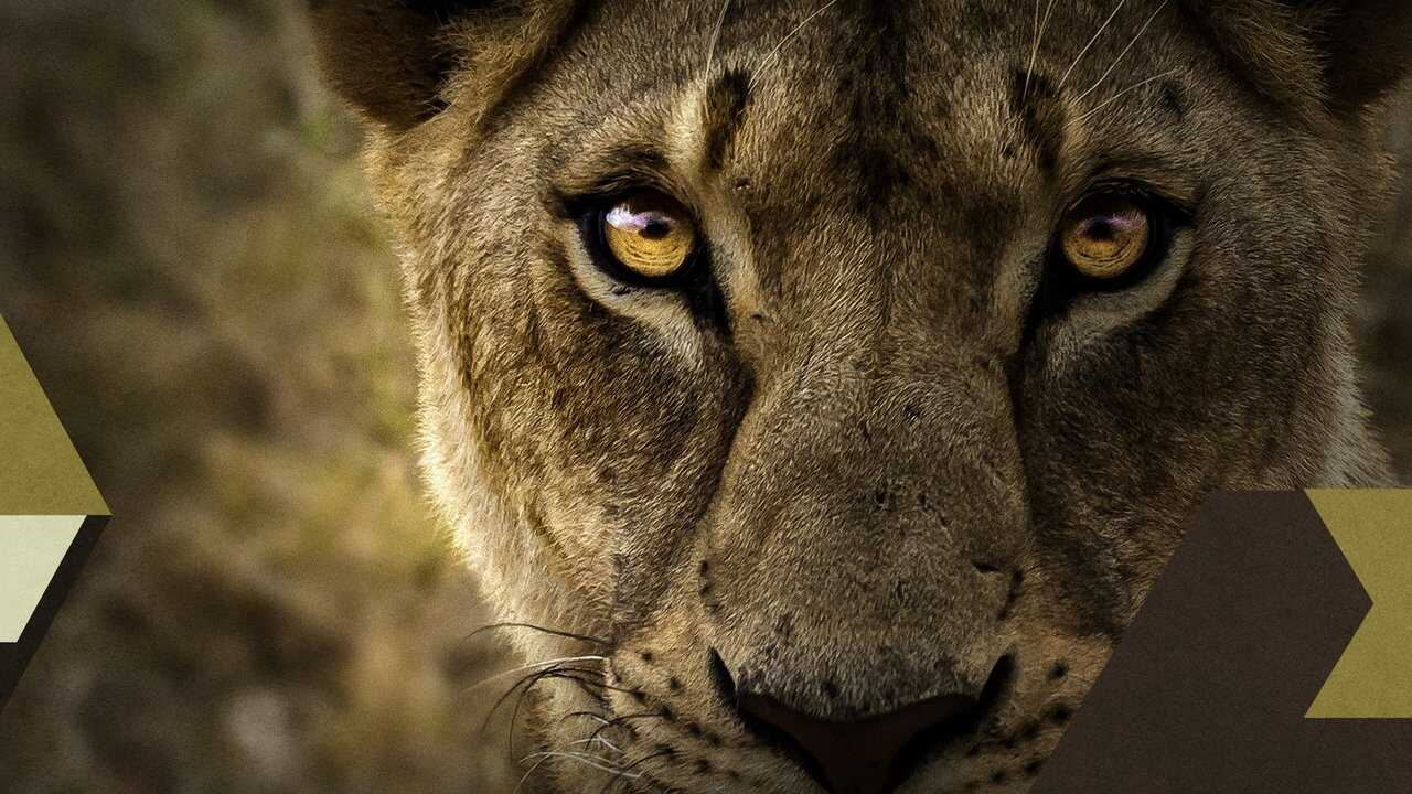 Malika the Lion Queen 0