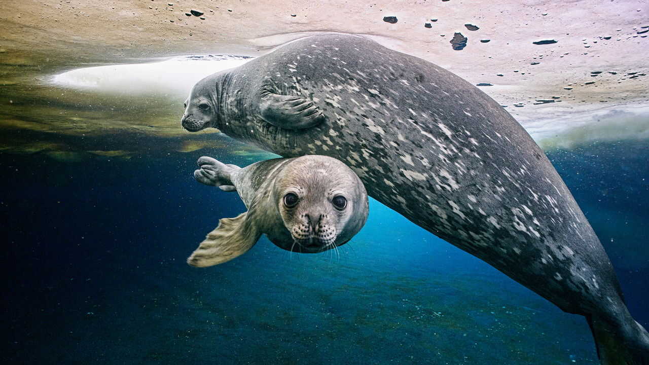 EN - Frozen Planet II (2022) 2