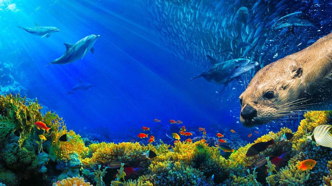 Oceans: Our Blue Planet 0