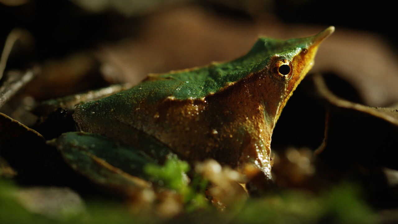 D+ - Wild Chile (GB) 4