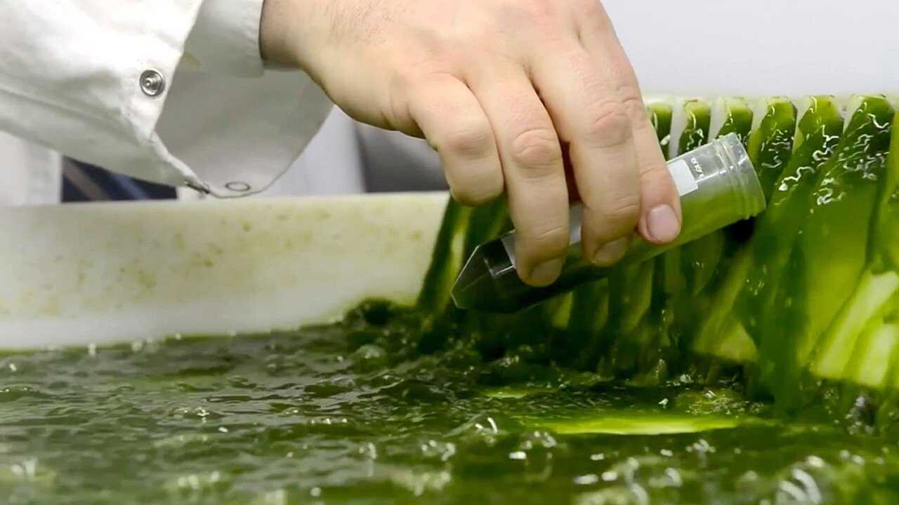 Les Algues : Des pouvoirs insoupçonnés (2020) 0