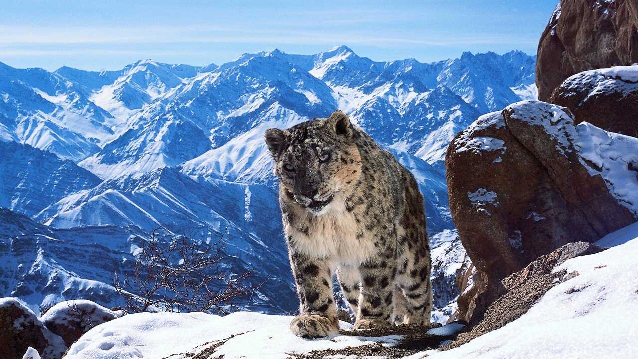 EN - Planet Earth II 4K (2016) 0