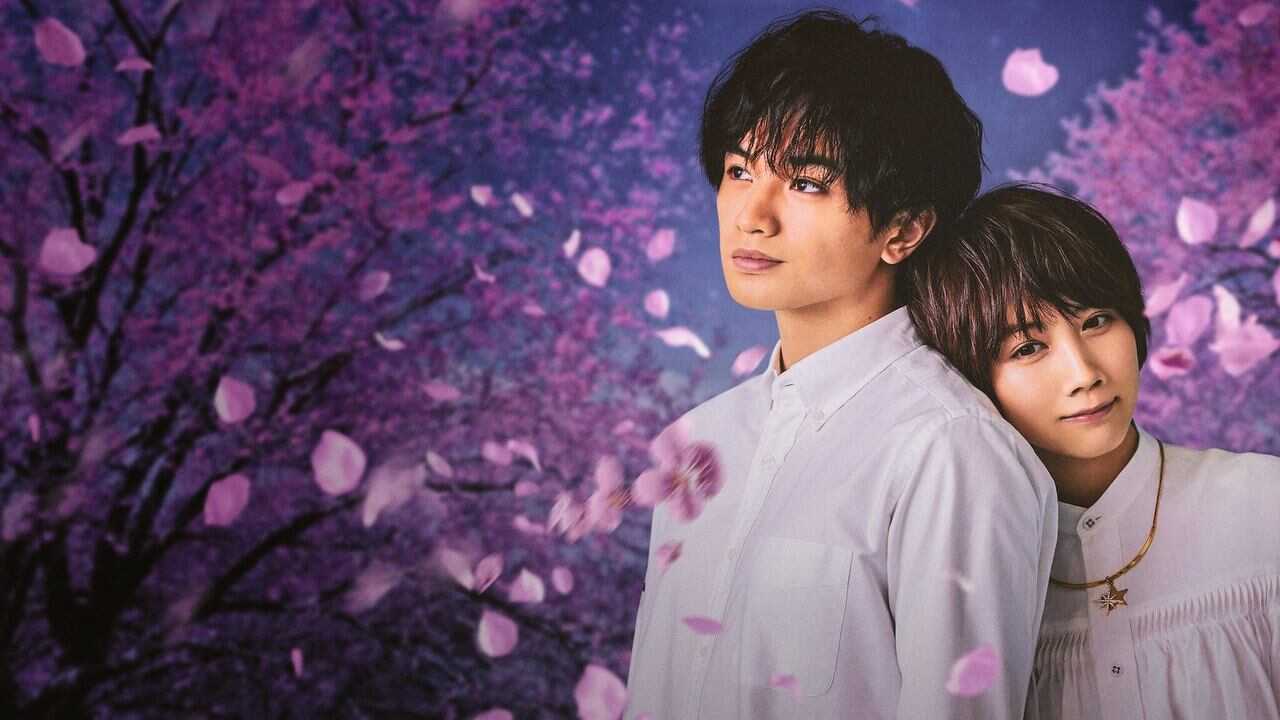 桜のような僕の恋人 0