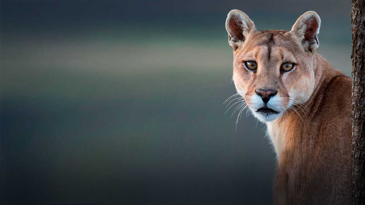 D+ - Wild Chile (GB) 3