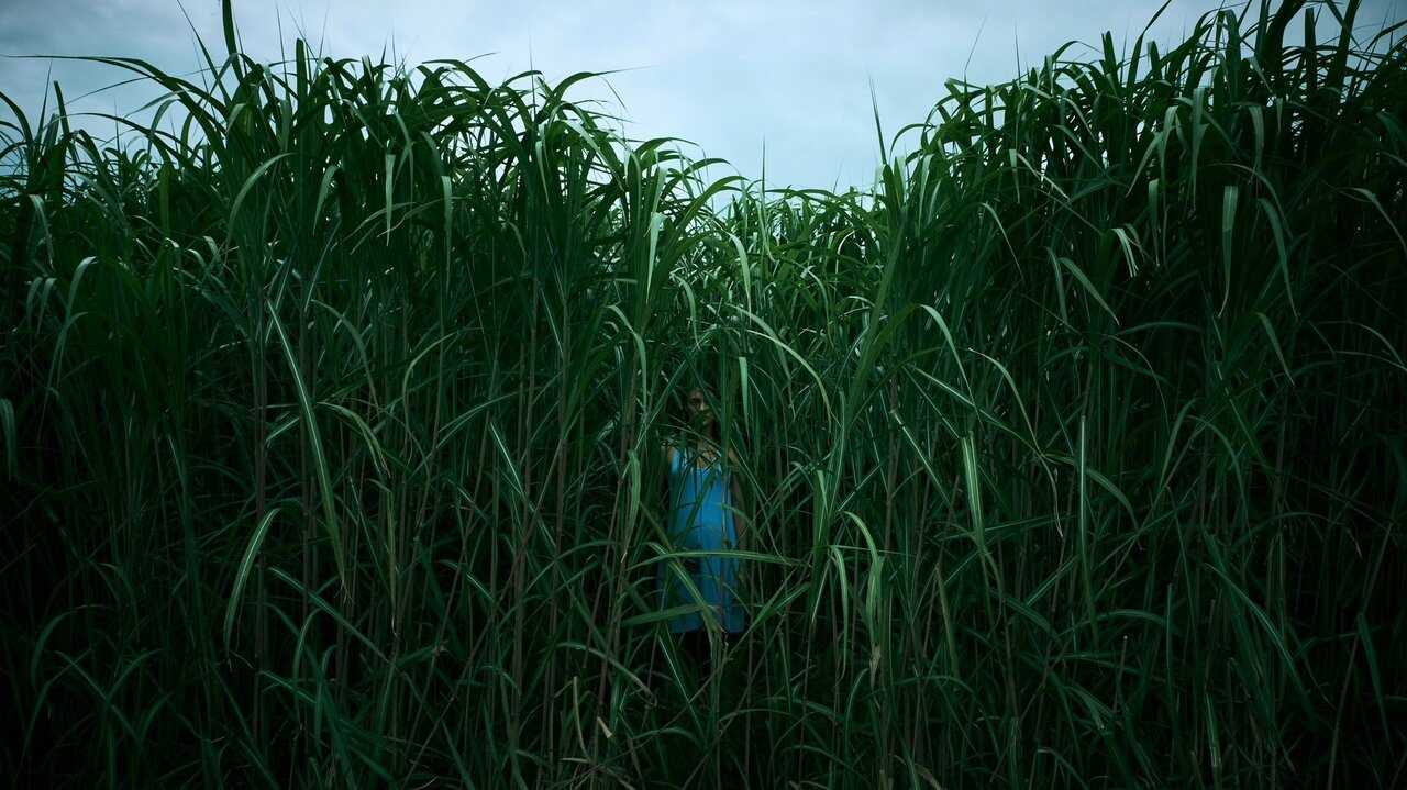 In the Tall Grass (2019) 0
