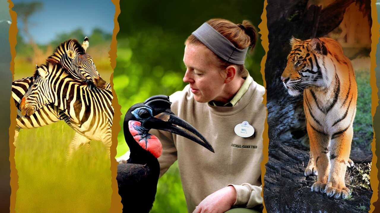 EN - Magic Of Disney's Animal Kingdom (2020) 0