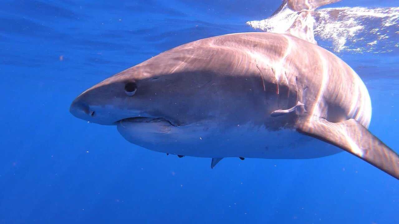 Sharks of Hawaii 0