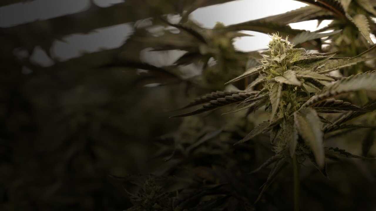Cannabis : Une enquête de Mathieu Kassovitz et Antoine Robin 0