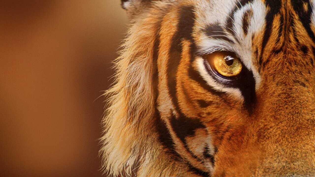 Tigers on the Rise 0