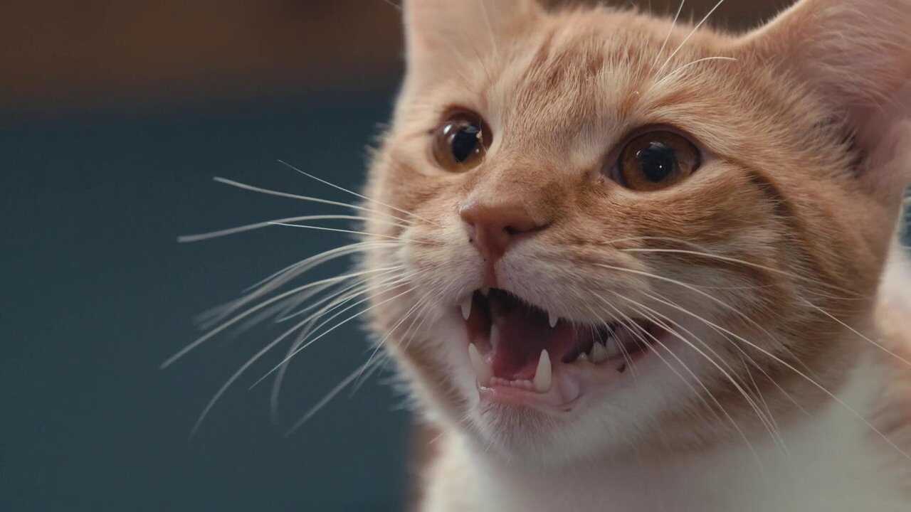 Inside the Mind of a Cat 0