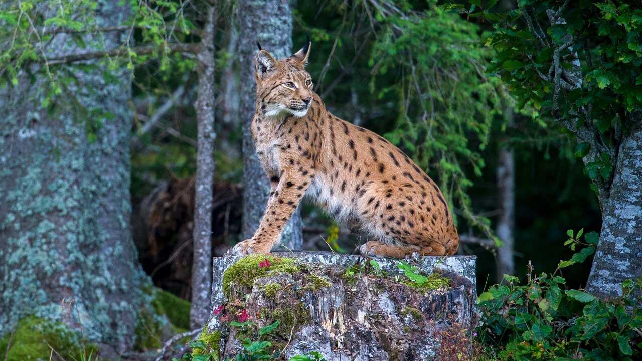 Lynx 0