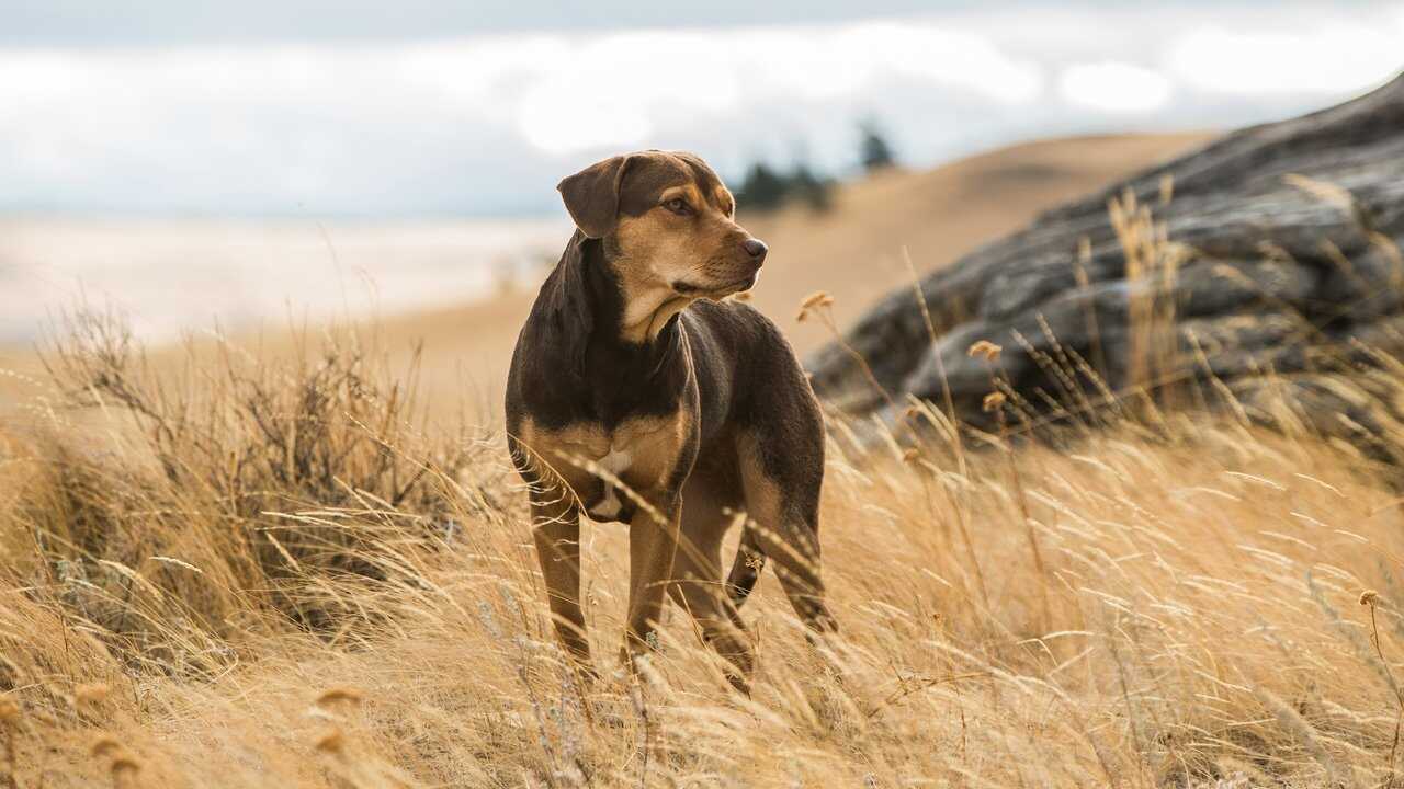 A Dog's Way Home (2019) 0