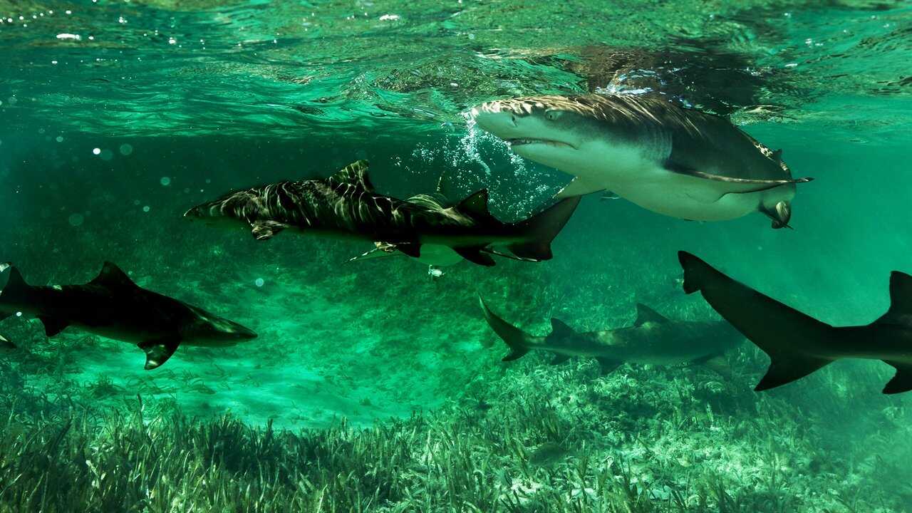 Shark Gangs 0