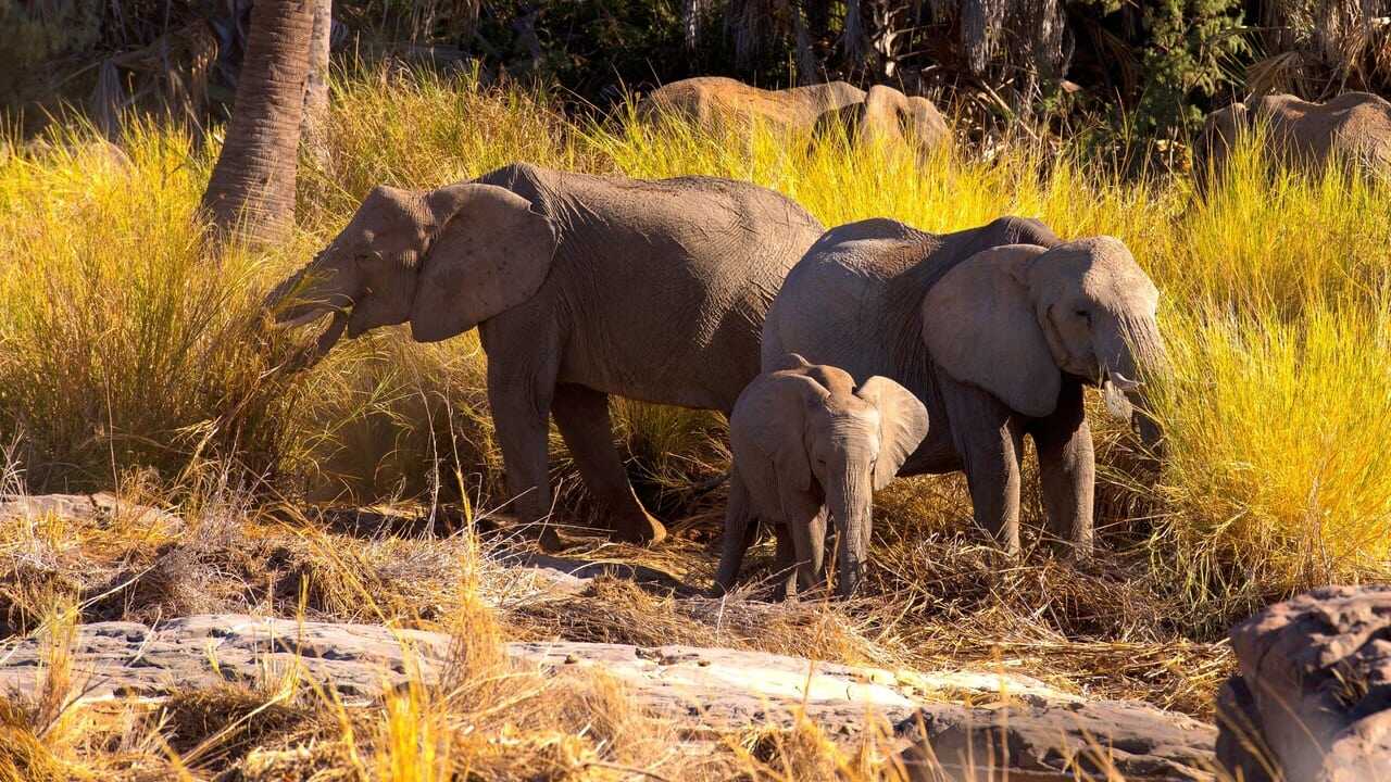 Namibia, Sanctuary of Giants 0