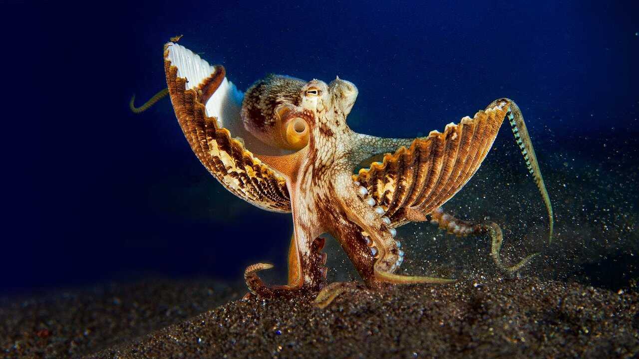 EN - Secrets Of The Octopus (2024) 0