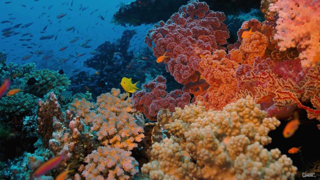 Coral Reef Adventure 0