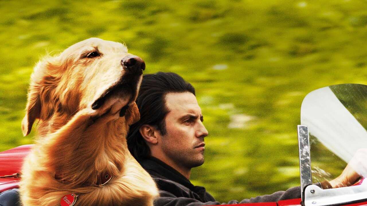 Mi Amigo Enzo (2019) 0