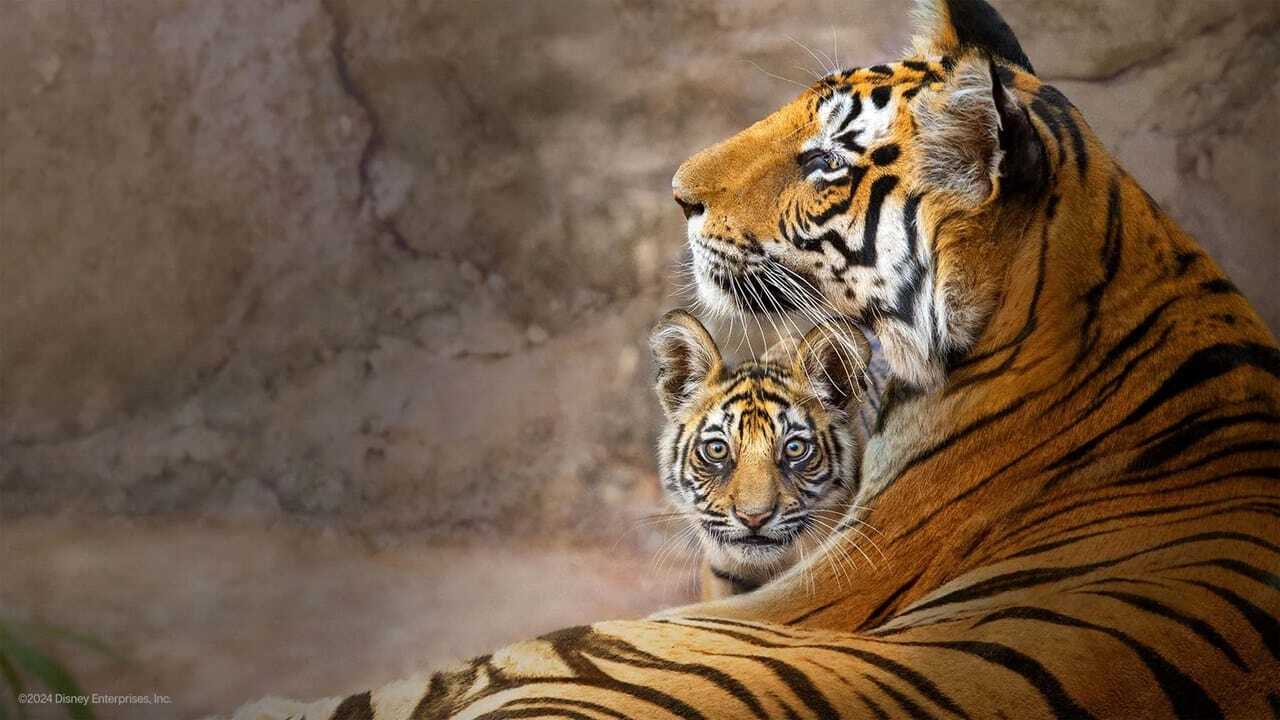 Tiger (2024) 0