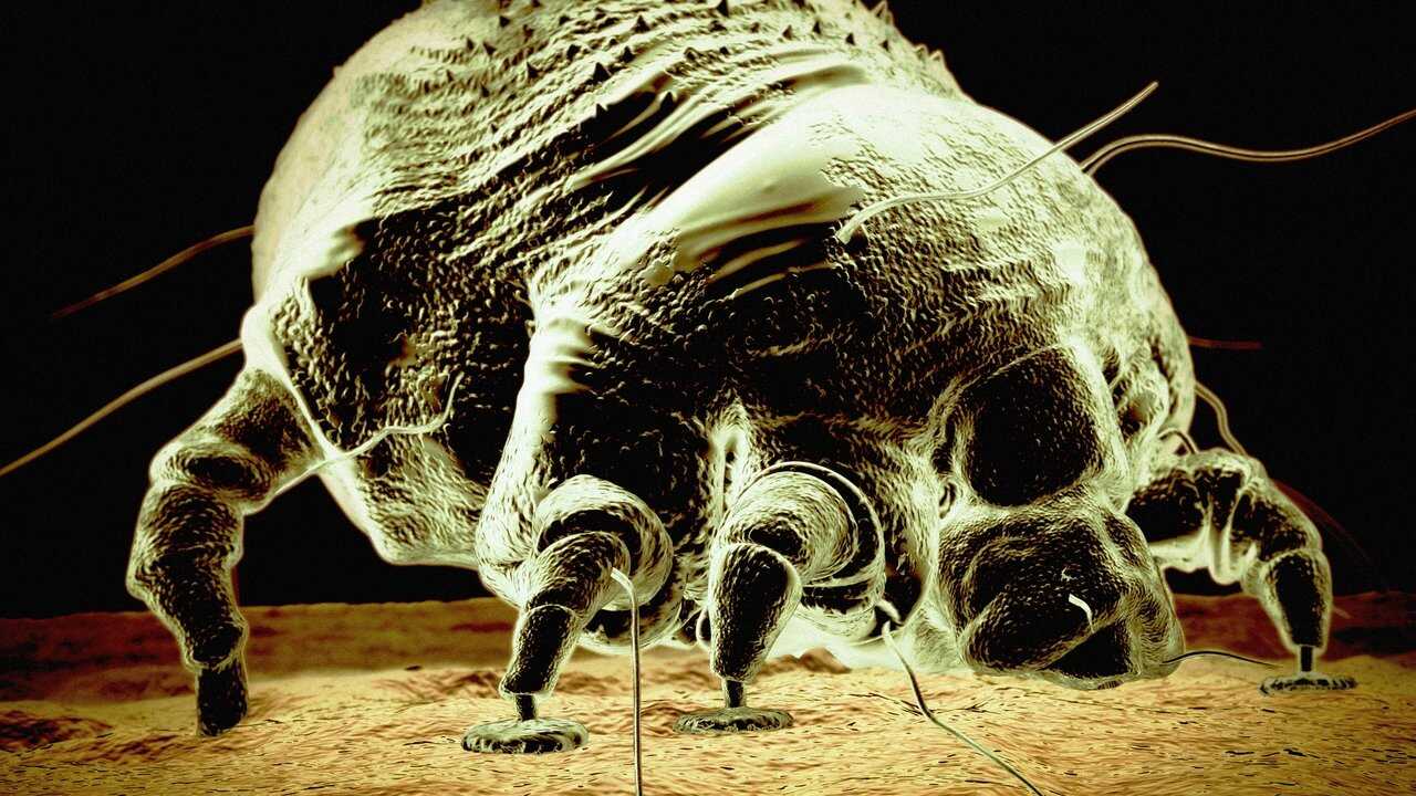 DE - Der Feind in meinem Körper (2009) (US) 0