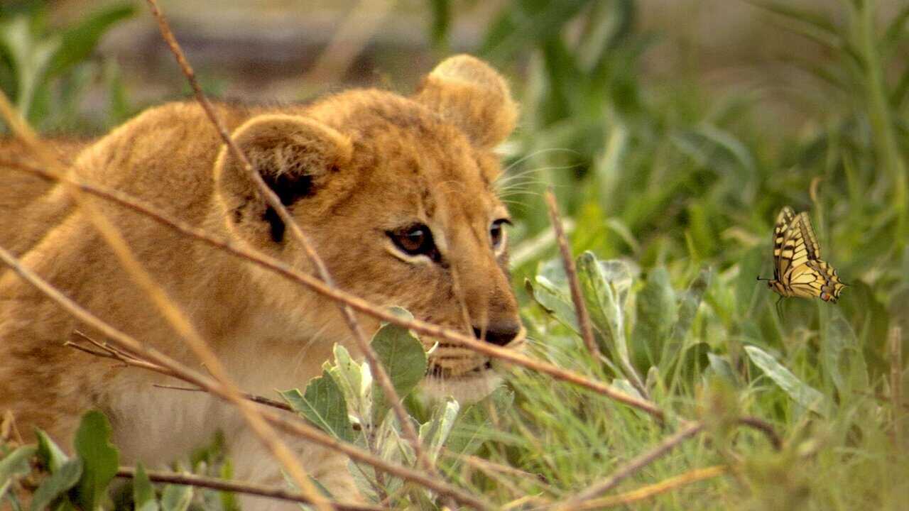 NF - If I were an Animal 0