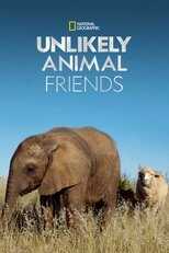 NL - UNLIKELY ANIMAL FRIENDS 4