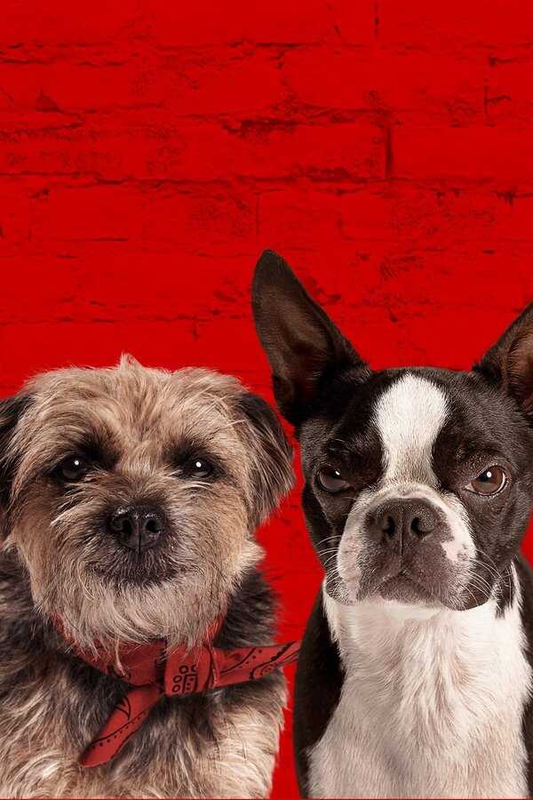 Backstreet Dogs (2023) 0