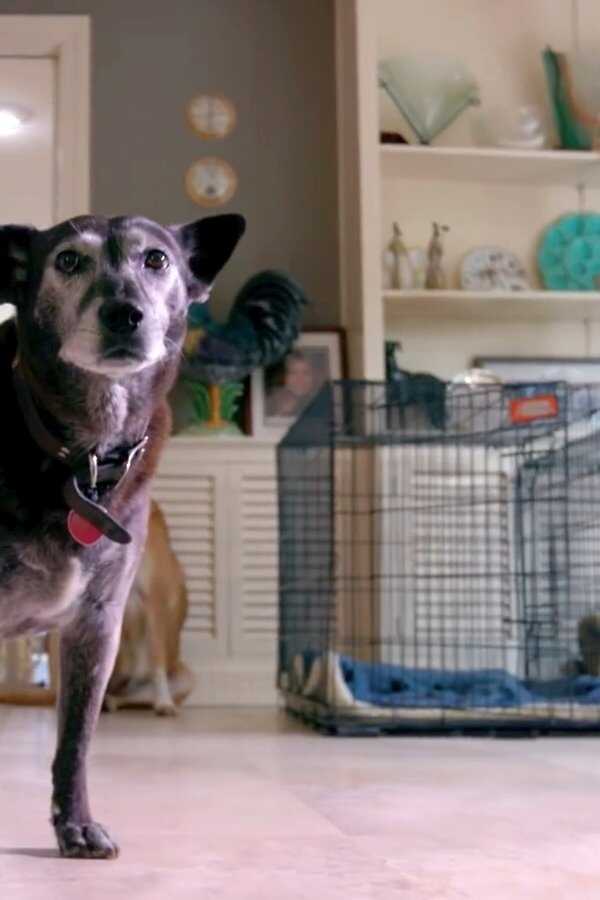 Life in the Doghouse (2018) 0