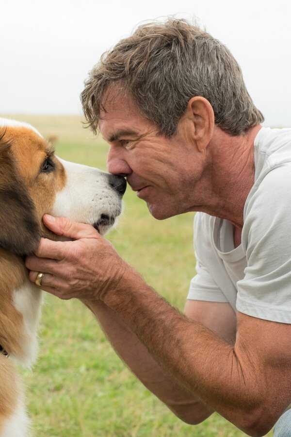 Mes vies de chien (2017) 0
