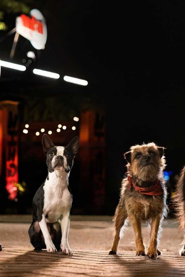 Strays (2023) 0