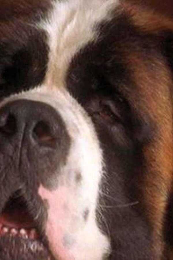 Beethoven 3 (2000) 0
