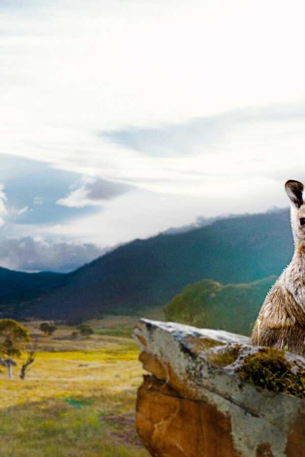 Kangaroo Valley (2022) 0