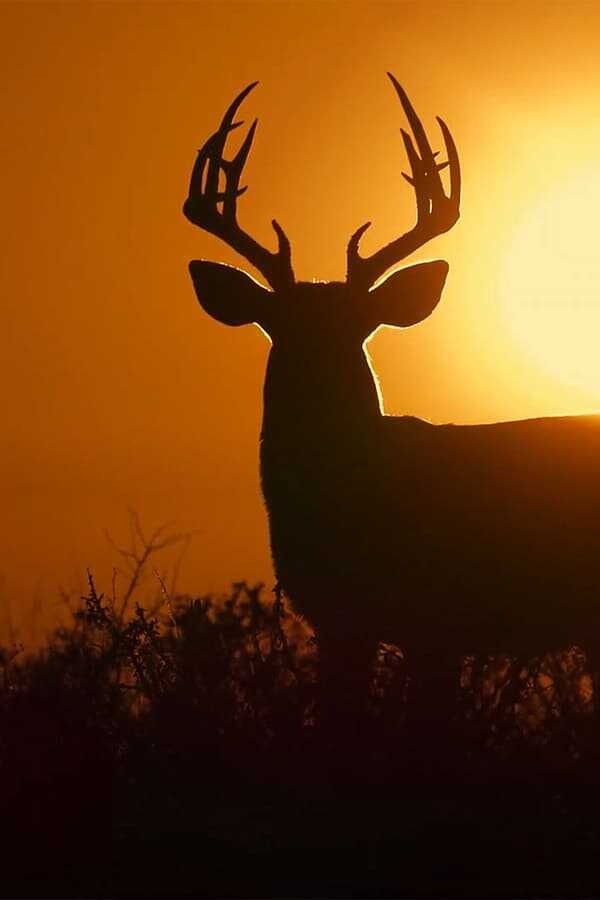 Deep in the Heart: A Texas Wildlife Story (2022) 0