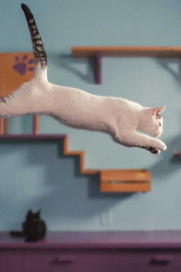 Inside the Mind of a Cat (2022) 0