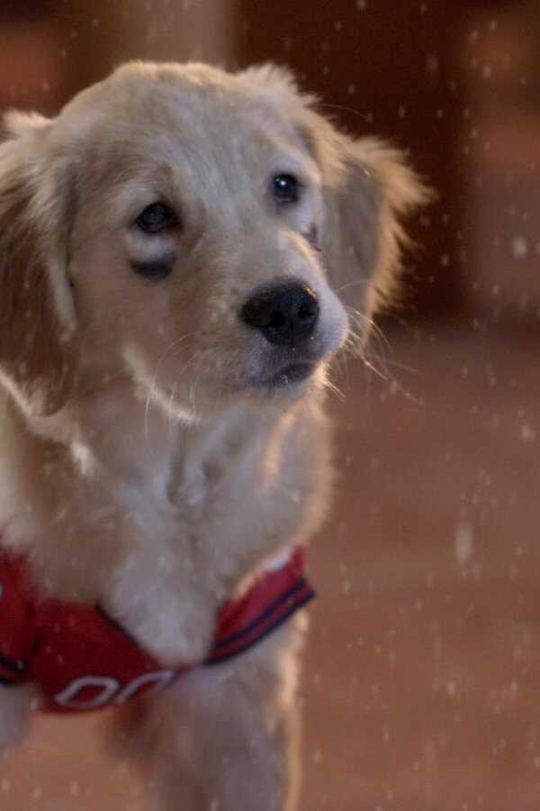Santa Buddies (2009) 0