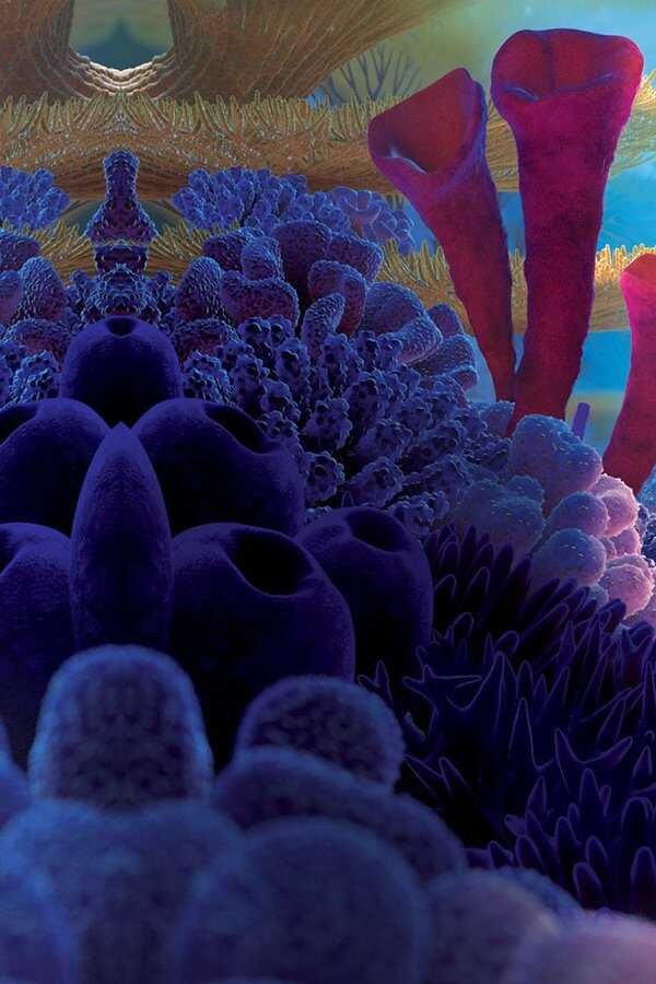 Le Monde de Nemo (2003) 0