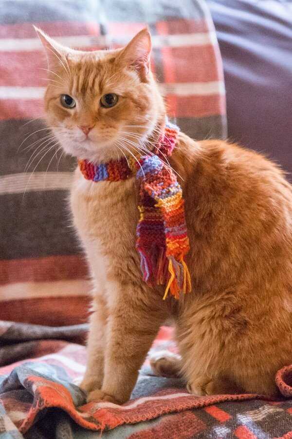 A Street Cat Named Bob (2016) 0