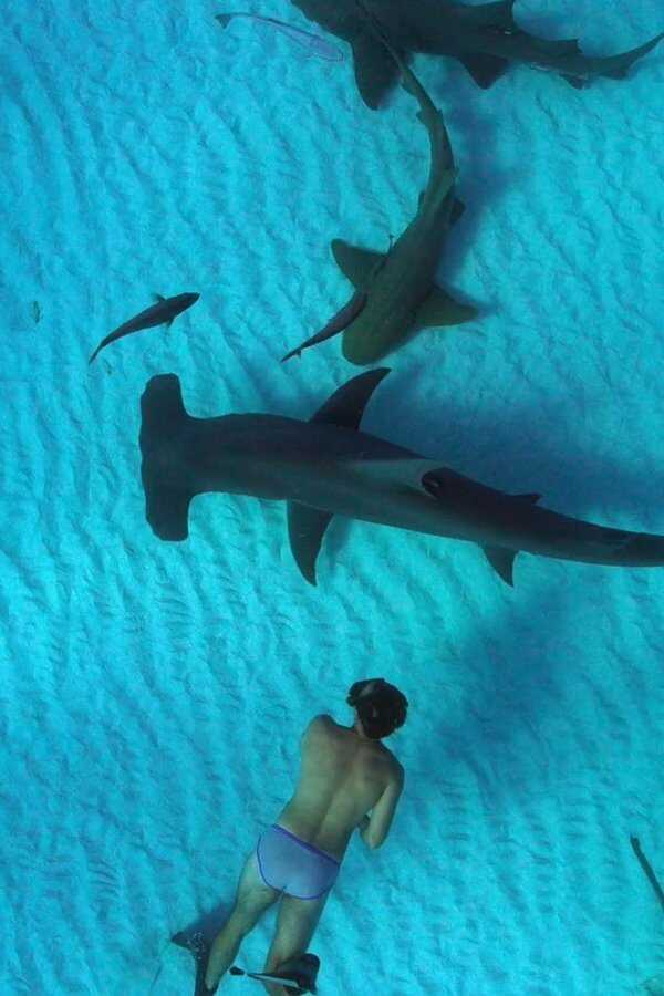 Sharkwater: Die Ausrottung (2018) 0